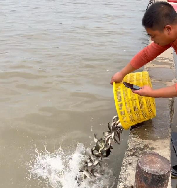 大米|上海一河道鲫鱼大暴走,一天轻松钓上十几斤,有人拄着拐杖来钓鱼