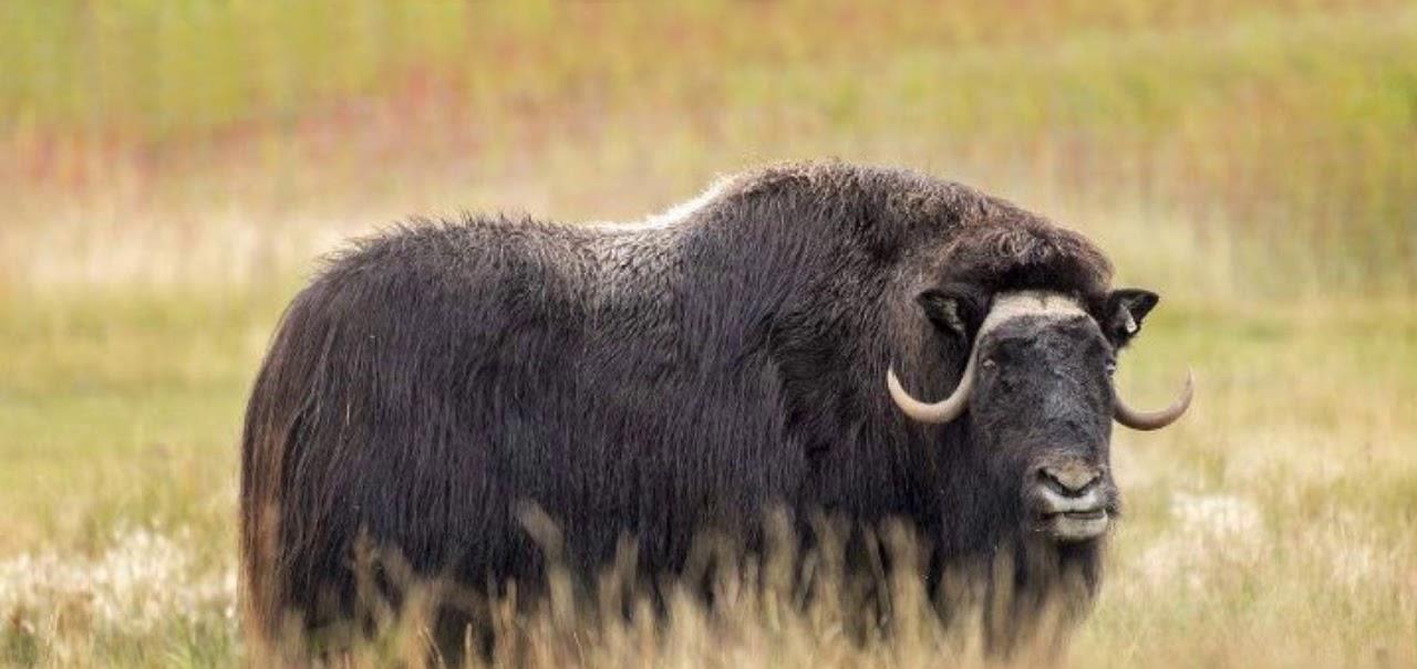 太空 进化论错了？宣布灭绝的物种再现地球，总数量已超过2000只