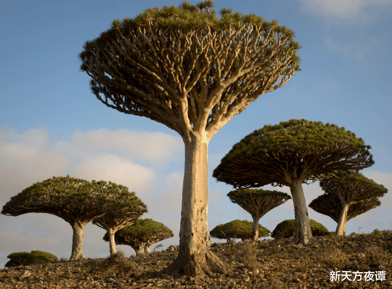 猴面包树 世上最奇特的9种树，前两种不像是地球上的物种，你认识几种？