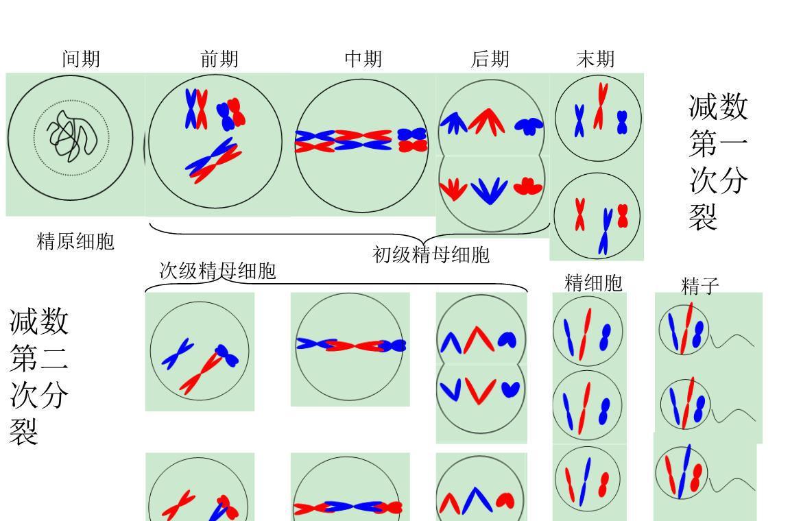 骡子没有生育能力,为什么却没有灭绝?原来是“马和驴”惹的祸