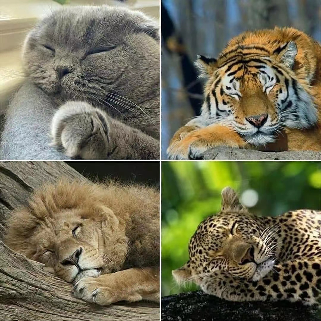 猫科动物都是一样的啊