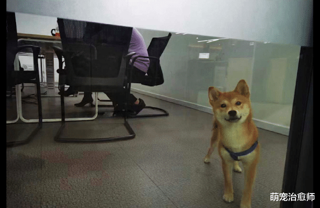 朱丹|上班第一天在办公室看见一只狗,还是在职入编的,真连狗都不如!