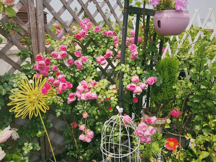 花一年多时间，改造16㎡屋顶露台，荒废屋顶变身“空中小花园”