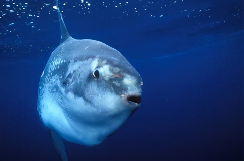 翻车鱼 全球唯一把自己蠢死的鱼，体长5米重3吨不会游泳，为何还没灭绝？