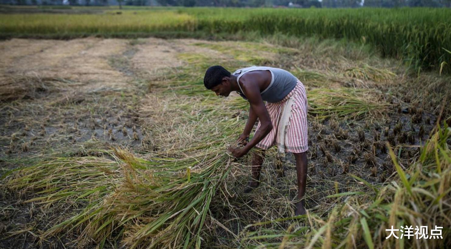 “印度大米不適合人類直接食用！”印大米出口飆升，越商直言不諱-圖5