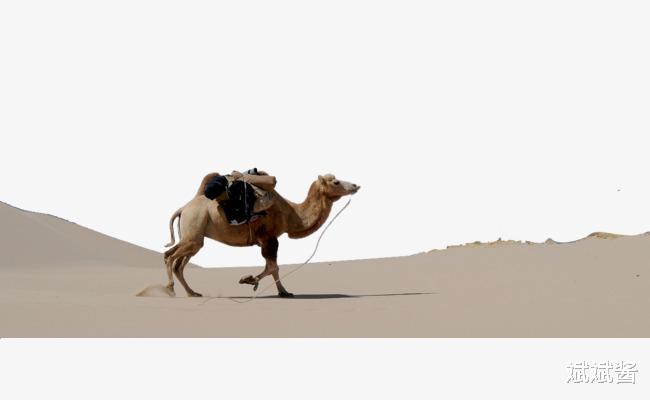 细胞 从来没有听说有猎食动物捕杀骆驼，是骆驼生长环境没捕食动物，还是其它原因？
