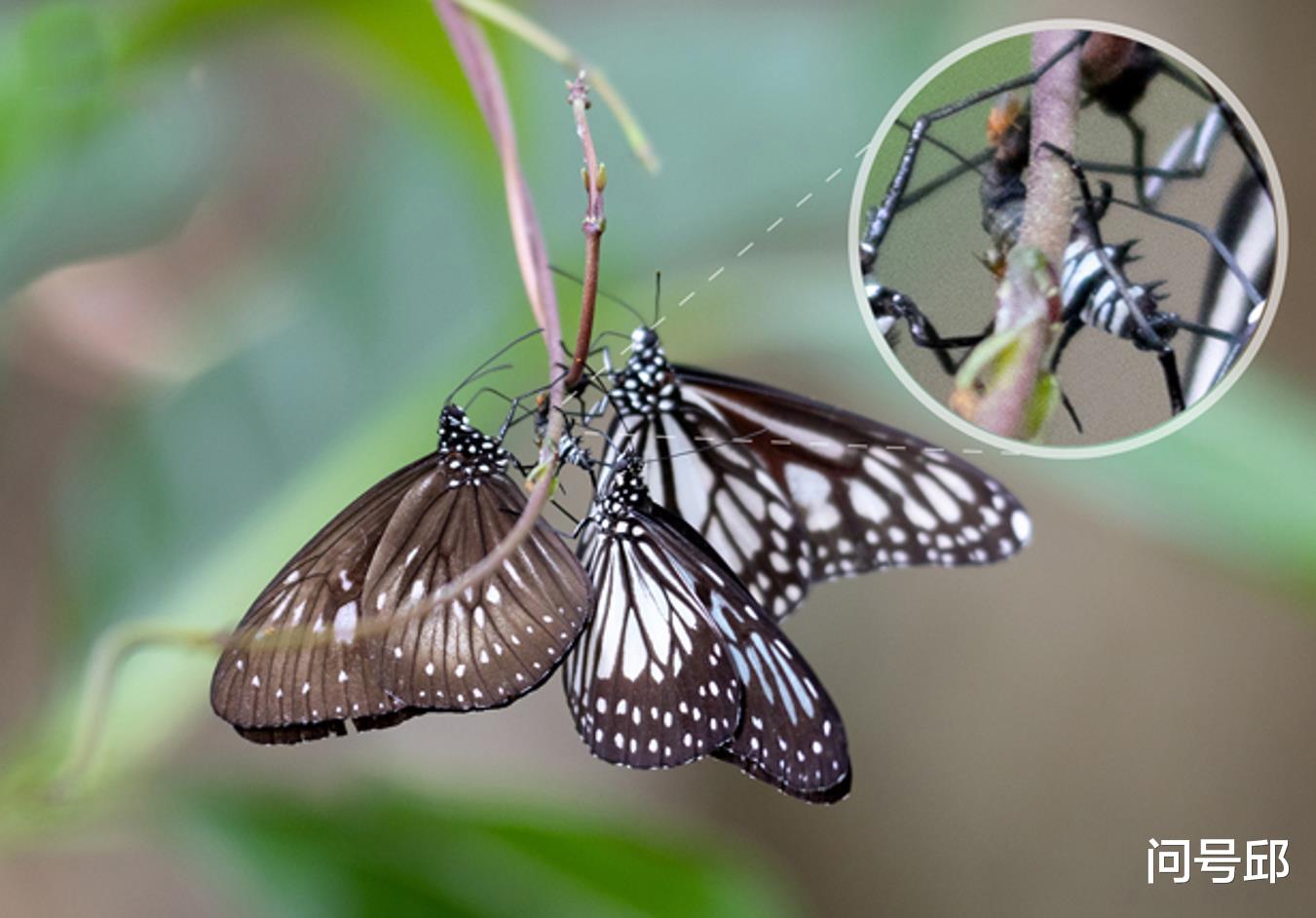 蝴蝶 斑蝶用爪子把毛虫刮伤，活生生地吸吮它们的汁液，作为求偶的礼物