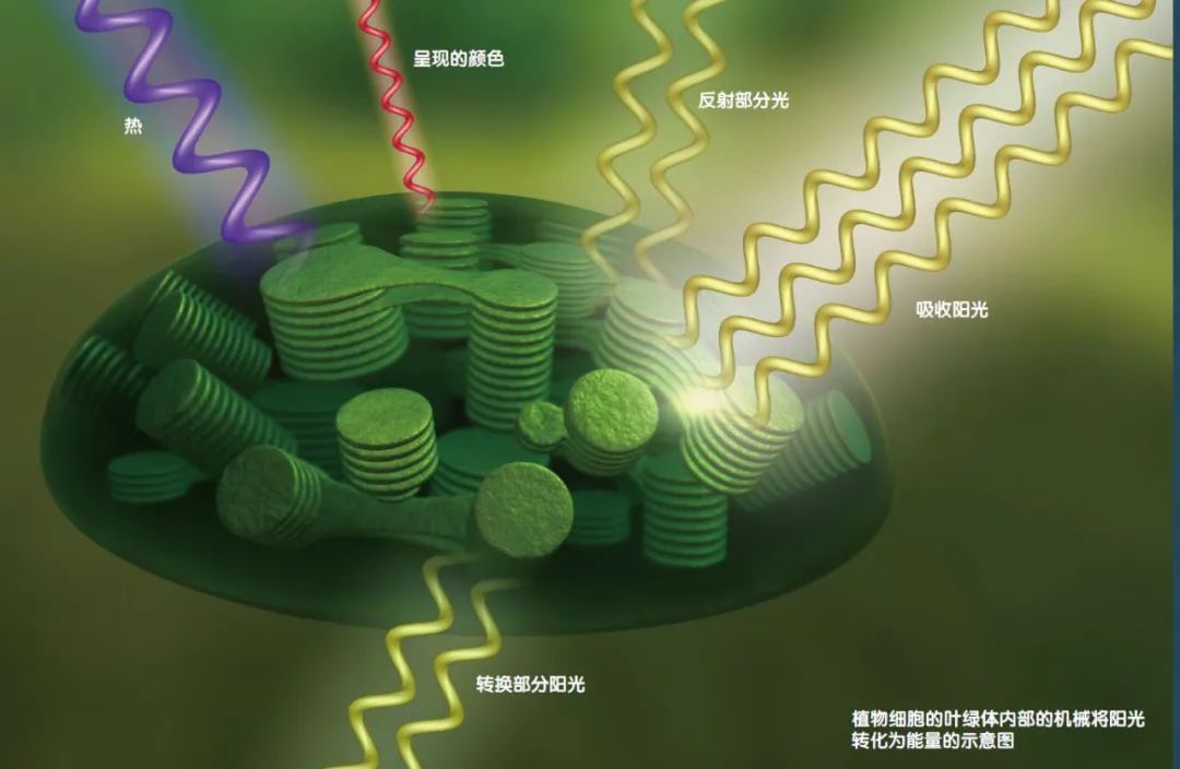  外星球的植物可能是彩虹色的?