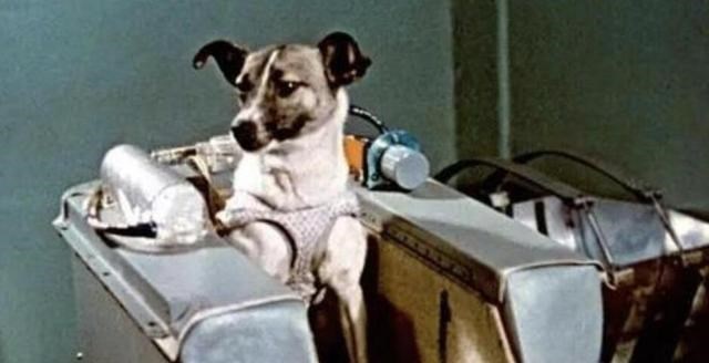 太空 第一只进入太空的狗，结局已注定的死亡之旅，真相也被隐瞒45年