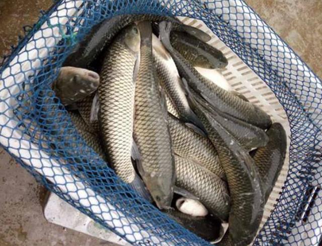 饵料|钓友圈“公认好用”的饵料，180万人用它钓鱼，几乎回回爆护，大货拉到手软