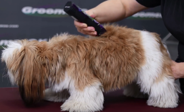 明星|西施犬首次充当“模特”，看我七十二变，瞬间变为小“仙女”!