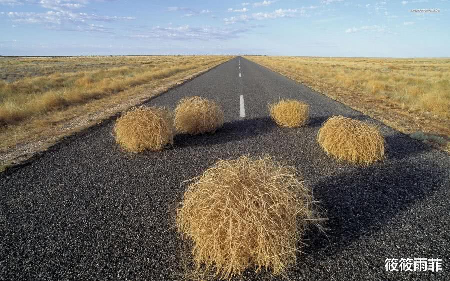 筱筱雨菲|外来物种的入侵真的很厉害？令美国人头疼不已的风滚草，在我国是何现状？