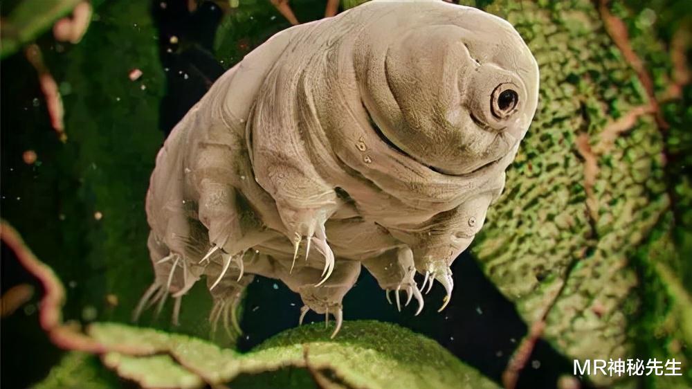 MR神秘先生|唯一被证明能存活于真空的物种,曾被送入太空,我们靠它或能永生