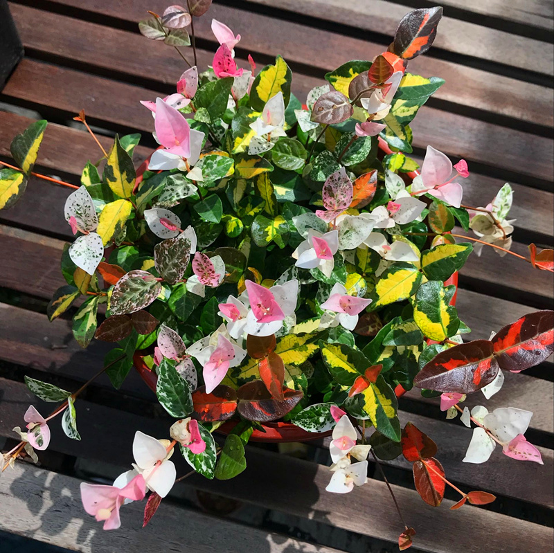 |100㎡时尚简约小院设计,这样的庭院风格适合都市人,你爱了吗?