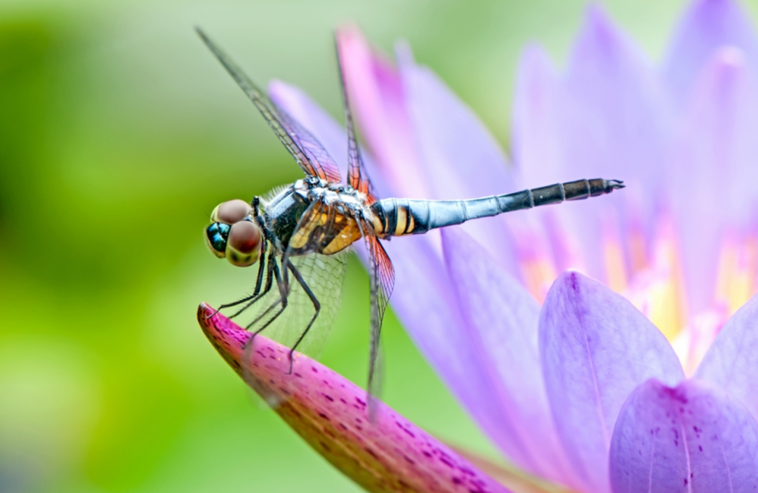 蜻蜓：飞行的王者，科学家研究数十年也“吃不透”关键技术！