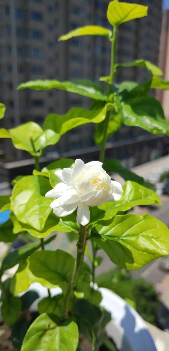上官天竹 住顶楼的，楼顶公共区域可以种点花花草草吗？