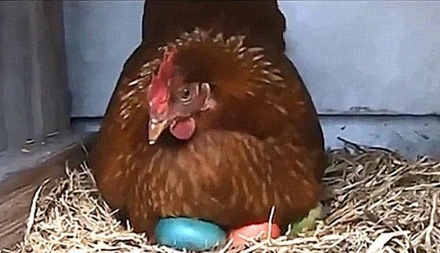 奶豆说育儿|为何见蛇不能打？菜花蛇潜伏养殖场偷吃十多只鸡，王锦蛇有多厉害