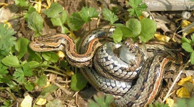 毒液 比蛇毒还厉害?研究发现:未来人类可能进化出分泌毒液的能力?