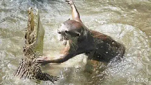 鳄鱼 水獭看着傻乎乎的，为什么敢吃鳄鱼？