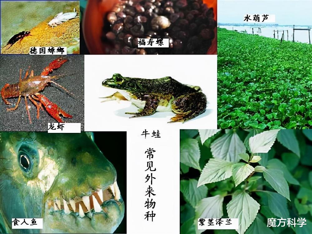 蜘蛛 让277条蛇丧命的黑寡妇：蛇的20倍毒，把蛇当玩物！为何蛇还总是输？