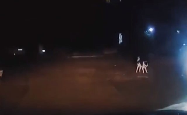 悦姐ya|浙江一女子曾喂食过流浪狗,狗狗竟记住车牌号每晚都开心上前迎接