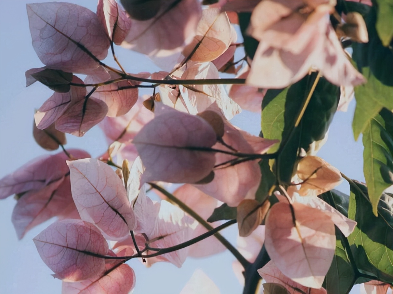 星座师安达 有傲骨、很难讨好他人的星座，不活在世俗的眼光下，追求本心