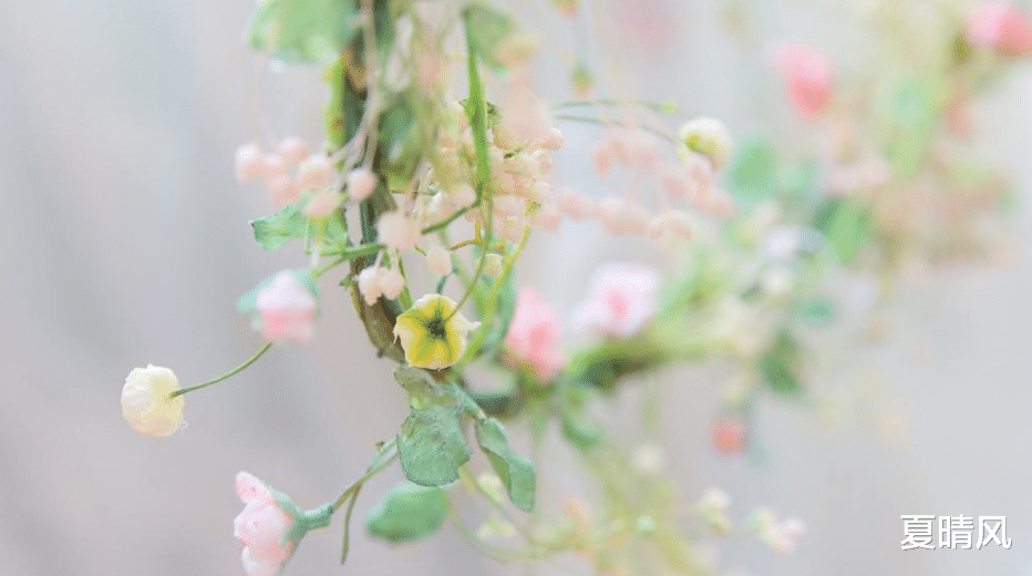 夏晴风|张爱玲:男人彻底懂一个女人之后,是不会爱的