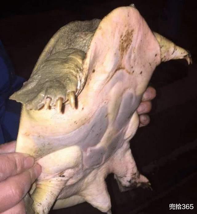 湖南|湖南一男子罕见钓获10斤的大王八,老人却让他放生,最终会怎样?