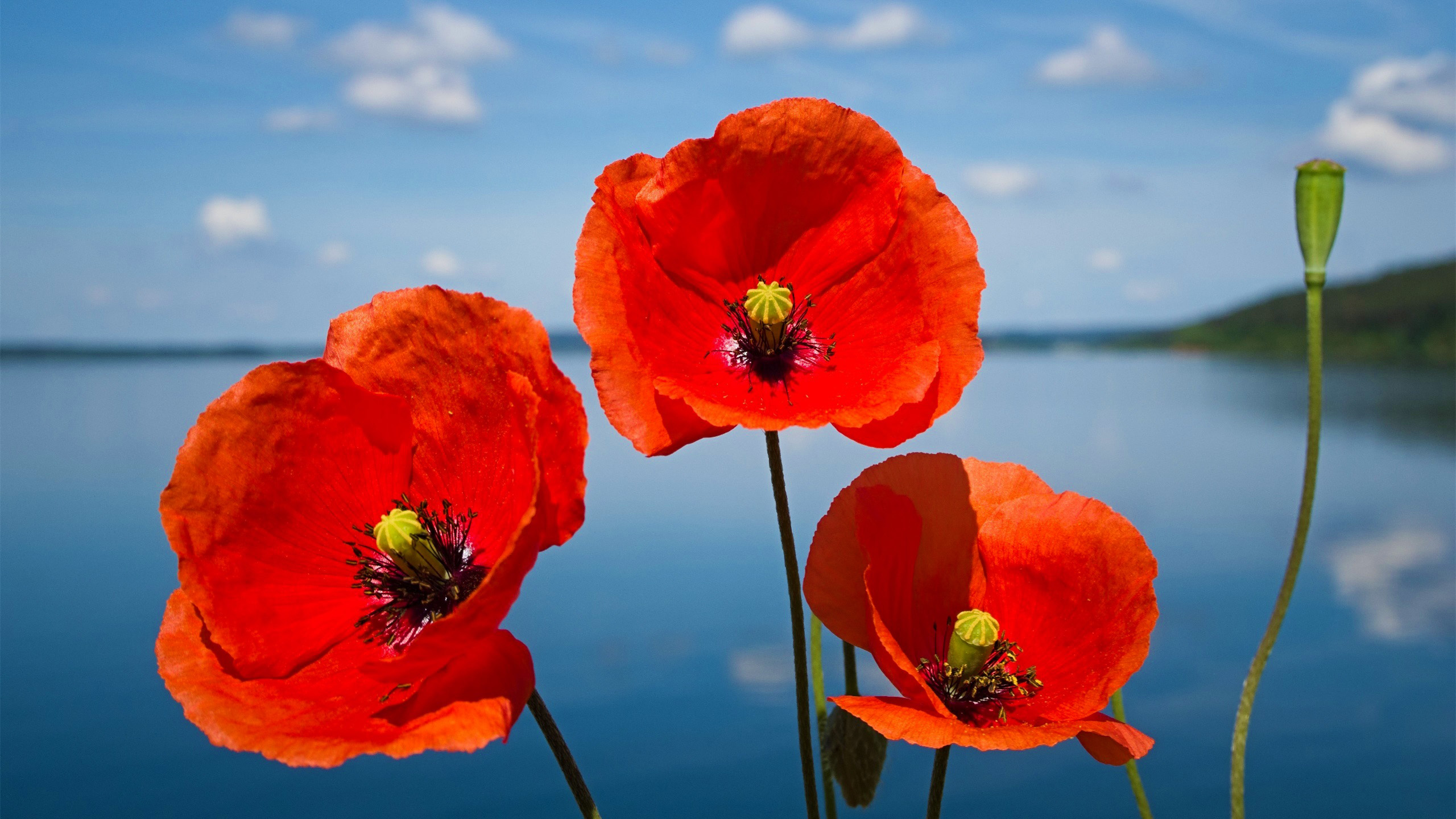 叶子星语|这些星座明明很专情，却装作花心，错过爱情之后，他们才幡然醒悟