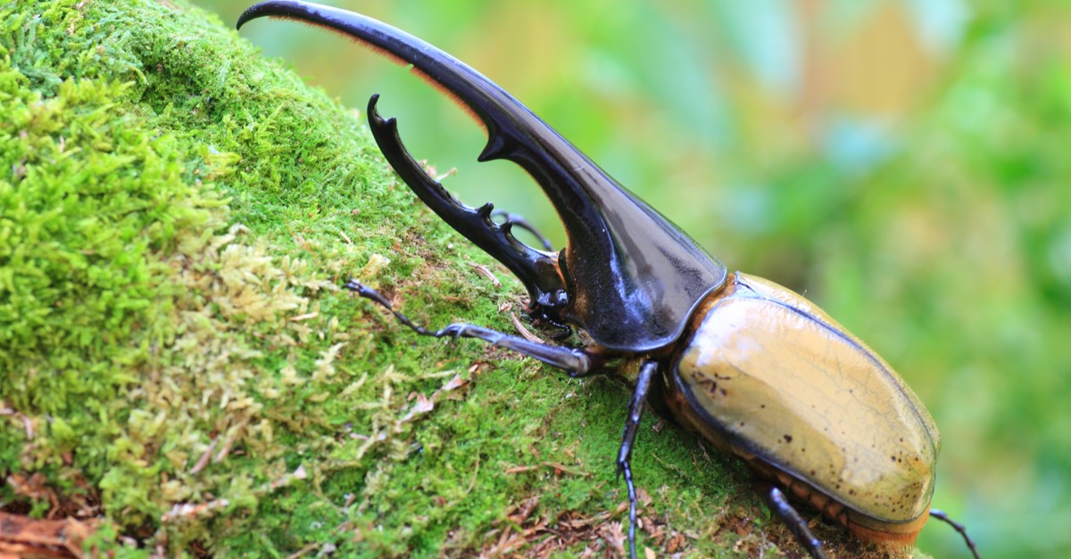 世界上最大的甲虫是哪种？有多大？