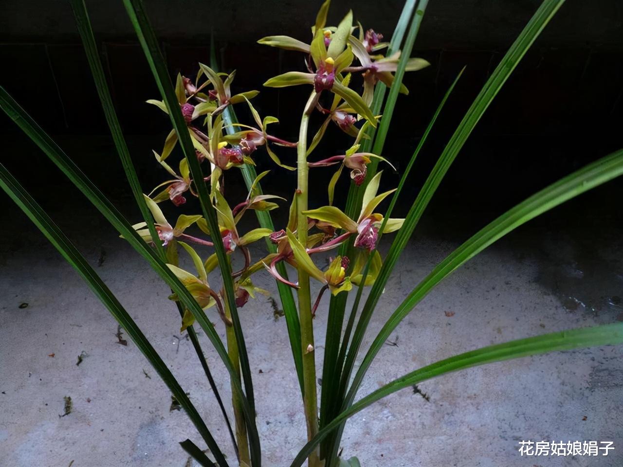 室内养花有讲究，不同的花卉要摆放在不同的区域，摆错了很难养好