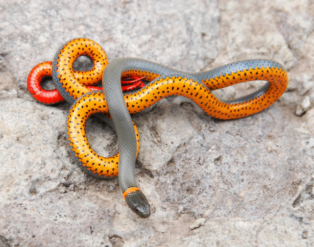  为什么总有人说蛇比乌龟还长寿，甚至能活千年？