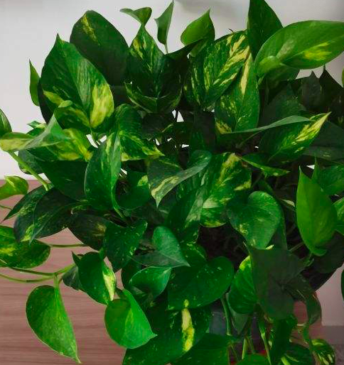 卫生间里养盆花,净化空气消除异味,关键是耐阴省心