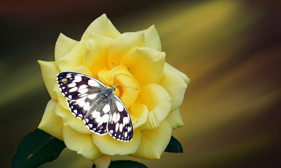 十二星座|5.31-6.6十二星座事业运，处女座工作进展顺利，双鱼座能大展拳脚