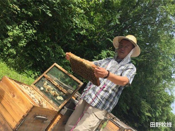 田野牧蜂|椴树蜜和槐花蜜哪个好? 椴树蜜的作用与功效