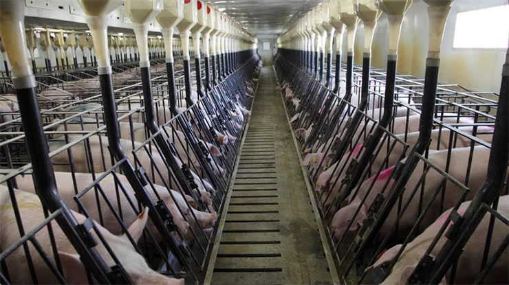 美國為什麼能成養豬第一大國？看人傢養豬場怎麼處理豬糞就明白瞭-圖8