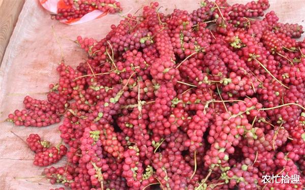 水果|被入药耽误多年,以前想吃难买到,如今一斤15元,8月刚成熟