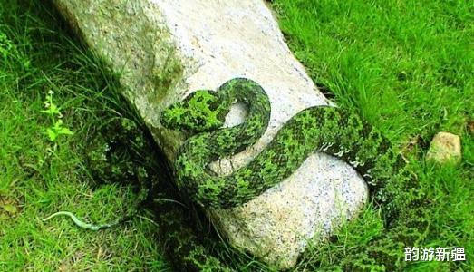 韵游新疆 “蛇中大熊猫”，世界上最大的蛇，那是湖南的莽山烙铁头！