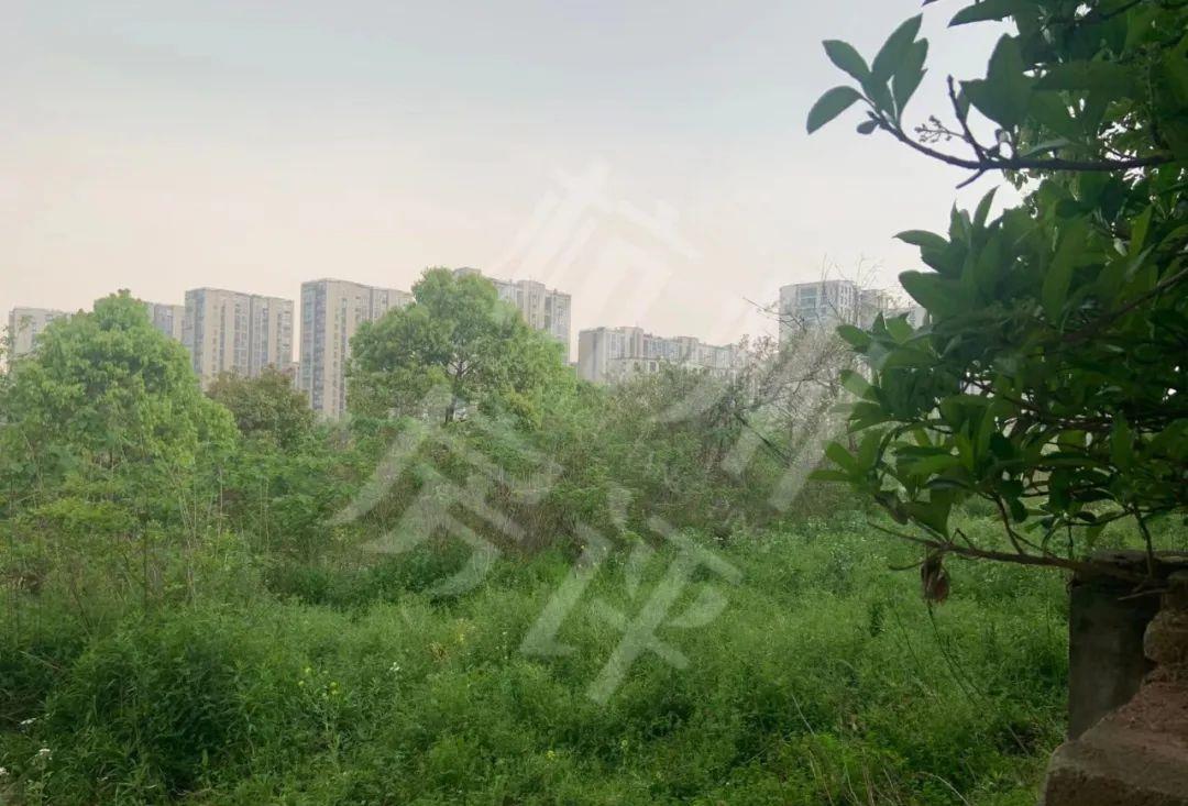 滨江|封顶！封顶！封顶！这波土拍有点狠啊