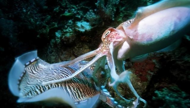 探测器 10000米的深海究竟有多恐怖？存在超强水压，潜水员不敢肆意挑战