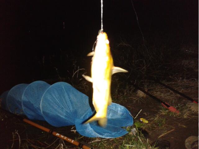 老鼠夹|夜钓应该注意哪几个方面的技巧和细节?水库钓鱼户外野钓