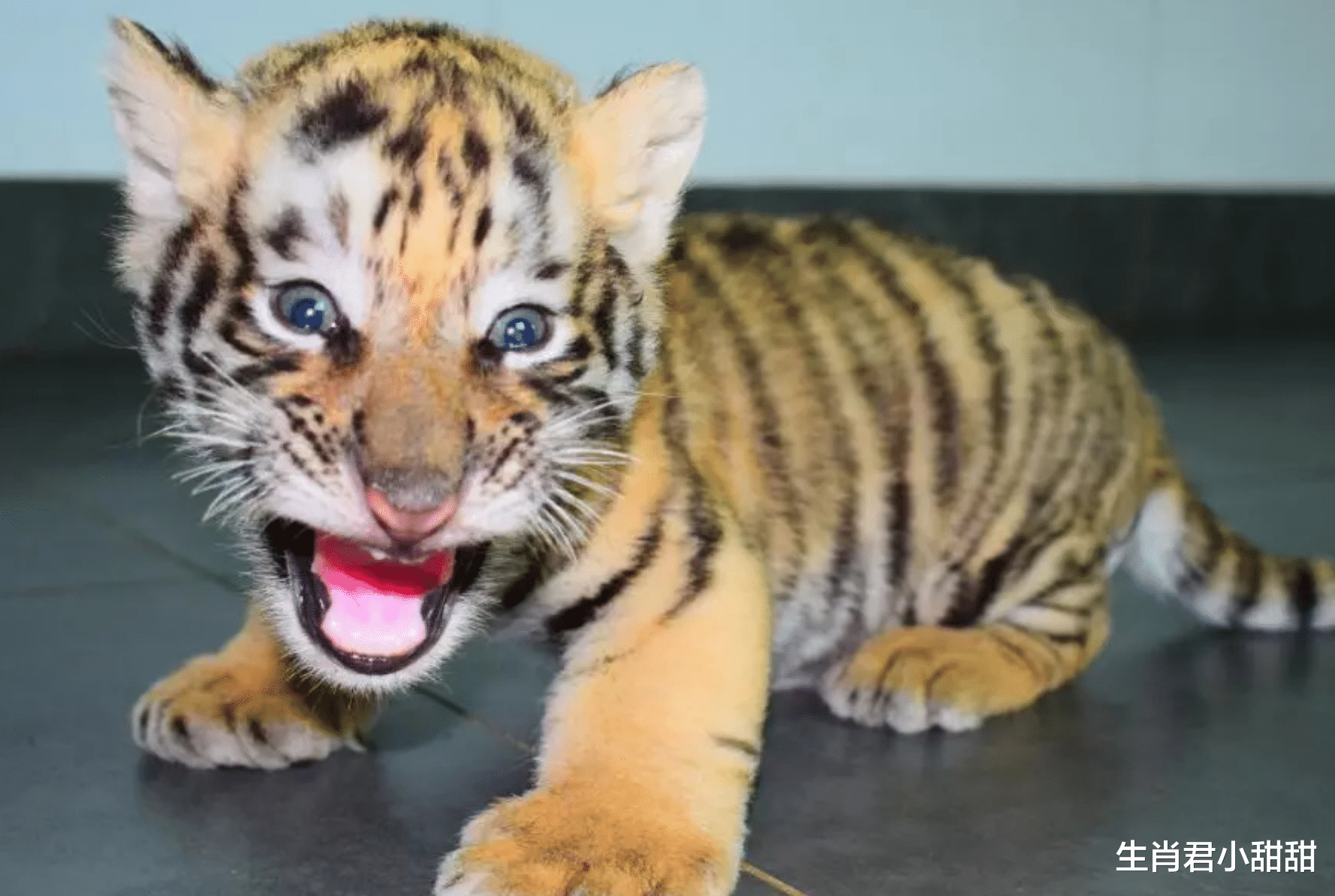 运势|运势一路高涨，属虎人抓住财运储蓄蹭蹭上涨，赚到盆满钵满