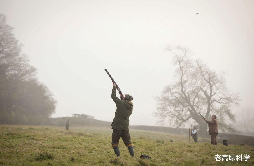 6000萬隻野雞在英國泛濫，貴族玩出來的禍患，現在民眾隨意獵殺-圖6