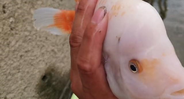 漠阳江|这鱼在漠阳江快泛滥了，钓鱼人：到处都是，所幸还好吃