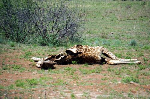 负鼠|反思系列,动物对死亡的看法是什么,死亡的概念,远非人类独有