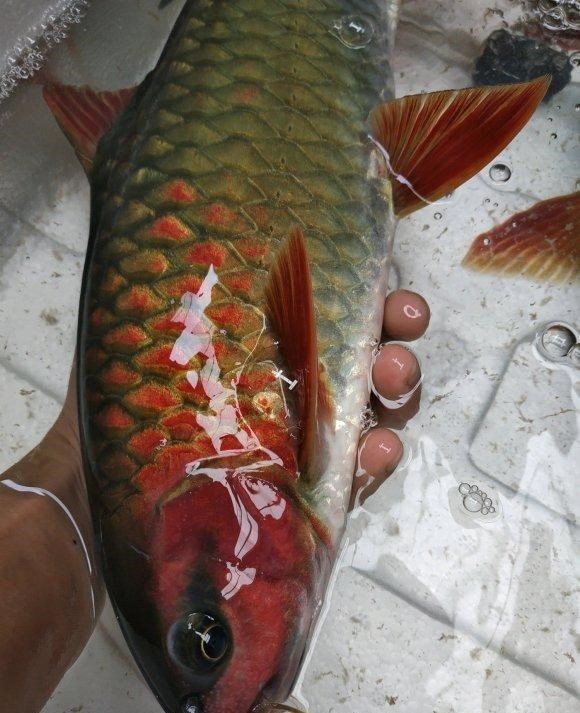 水库|军鱼？广西钓友水库钓起数条凶猛大鱼，红鳃红鳍，最大的近10斤