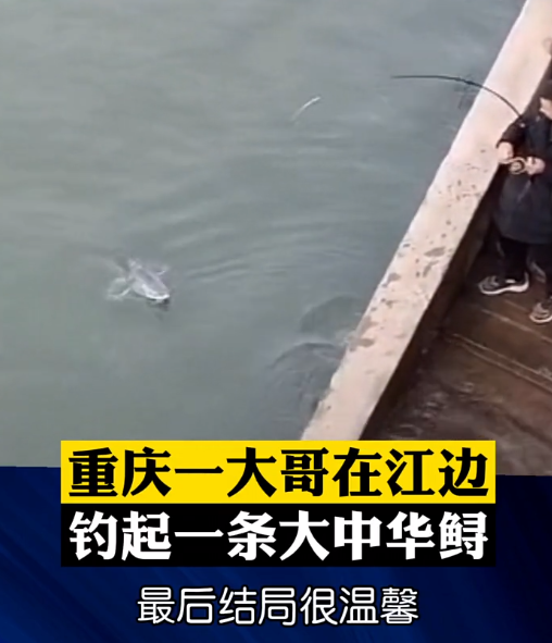 中华鲟|重庆钓友钓到中华鲟, 拍照摘钩后放生, 谁敢不放, 不打算在家过年了?