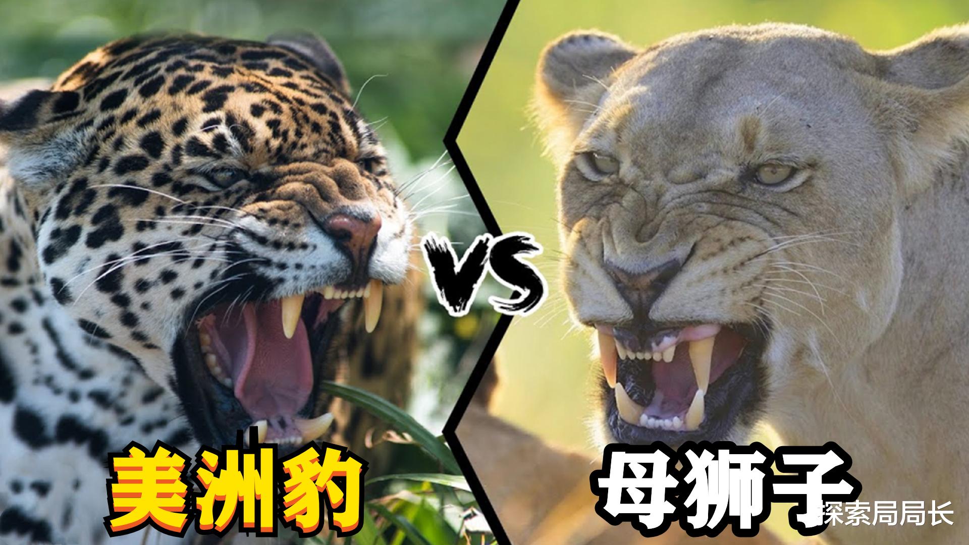 美洲豹vs雌狮,如果这两种野猫正面硬刚,谁会赢?