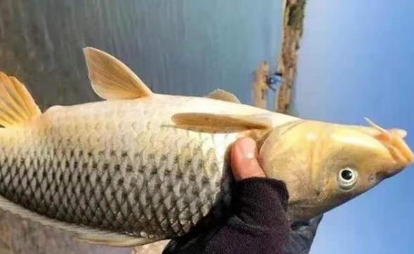 |库钓诱鱼，唯独这套路才最靠谱，一般人都不以为然