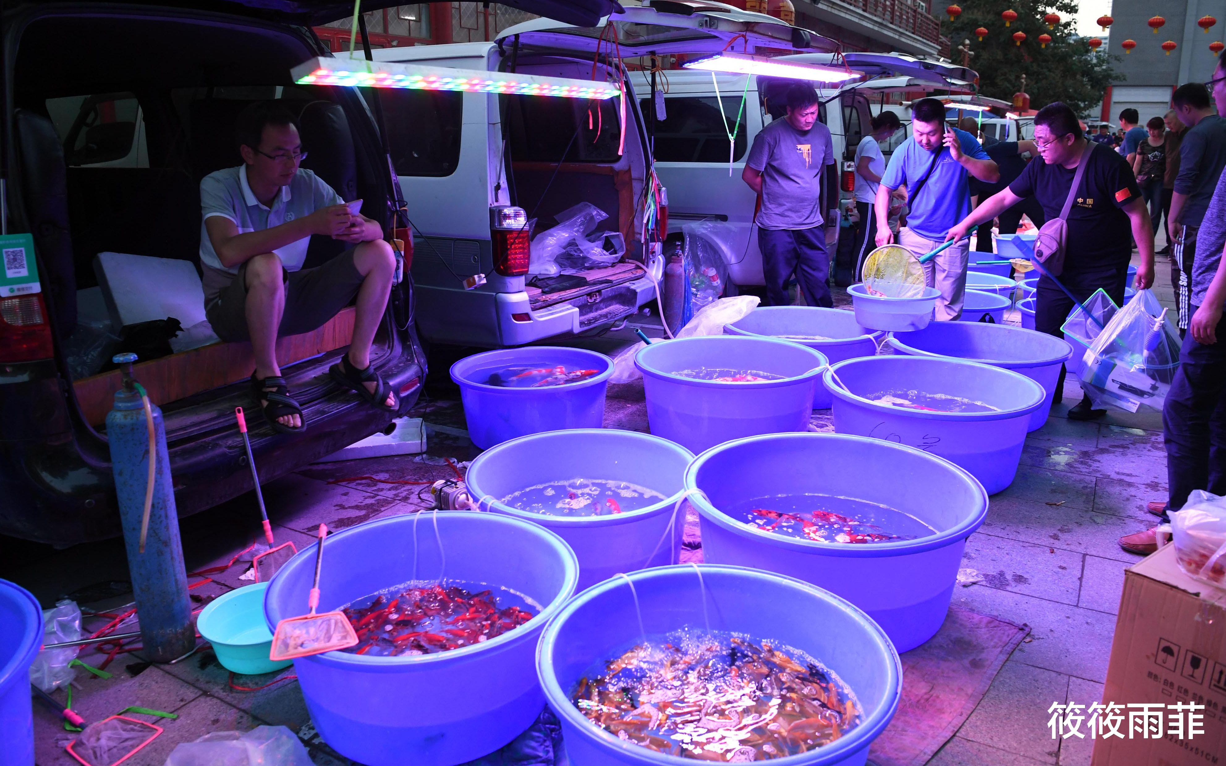 筱筱雨菲|菜市场的鱼贩子为什么都喜欢用黑色塑料袋？